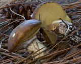 Suillus luteus image