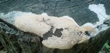 Fuligo septica image