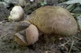 Scleroderma areolatum image
