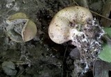 Scleroderma areolatum image