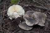 Tricholoma saponaceum image