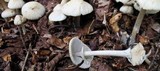 Agrocybe rivulosa image