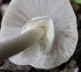 Agrocybe rivulosa image