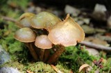 Kuehneromyces mutabilis image
