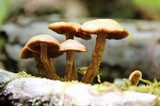 Kuehneromyces mutabilis image
