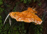 Ryvardenia cretacea image
