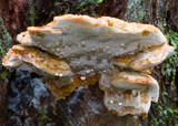 Ryvardenia cretacea image