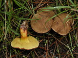 Xerocomellus mendocinensis image