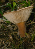 Lactarius clarkeae image