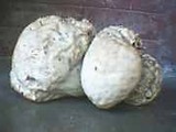 Calvatia craniiformis image