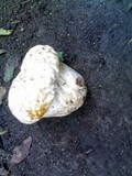 Calvatia craniiformis image