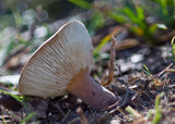Lactarius clarkeae image