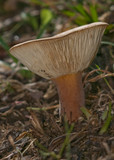 Lactarius clarkeae image