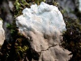 Dendrothele candida image