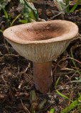Lactarius clarkeae image