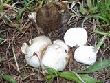 Bovista plumbea image
