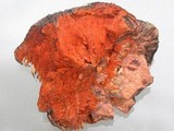 Echinodontium tinctorium image