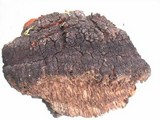 Echinodontium tinctorium image