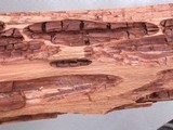 Oligoporus amarus image