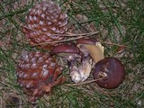 Suillus luteus image