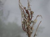 Pucciniastrum goeppertianum image