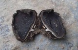 Plectania milleri image