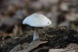Pluteus petasatus image