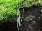 Xylaria filiformis image
