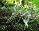 Xylaria filiformis image