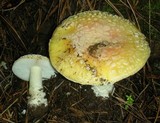 Amanita aprica image