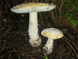 Amanita aprica image