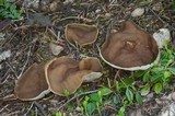 Gyromitra melaleucoides image