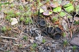 Pseudoplectania nigrella image