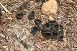 Pseudoplectania nigrella image