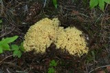 Ramaria rasilispora var. scatesiana image