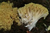 Ramaria rasilispora var. scatesiana image