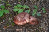 Hygrophorus purpurascens image