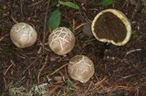 Gastropila fumosa image