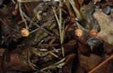 Crinipellis zonata image