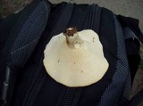 Polyporus craterellus image