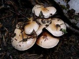 Pholiota olivaceophylla image