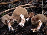 Pholiota olivaceophylla image