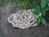 Meripilus sumstinei image