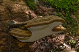 Ganoderma australe image