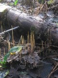Macrotyphula juncea image