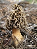 Morchella prava image