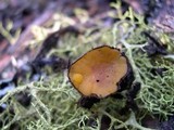 Lachnellula arida image