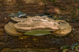 Ganoderma australe image