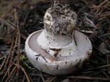 Agaricus stevensii image