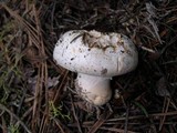 Agaricus stevensii image